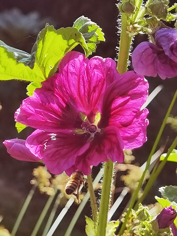 Malva sylvestris ssp mauritiana